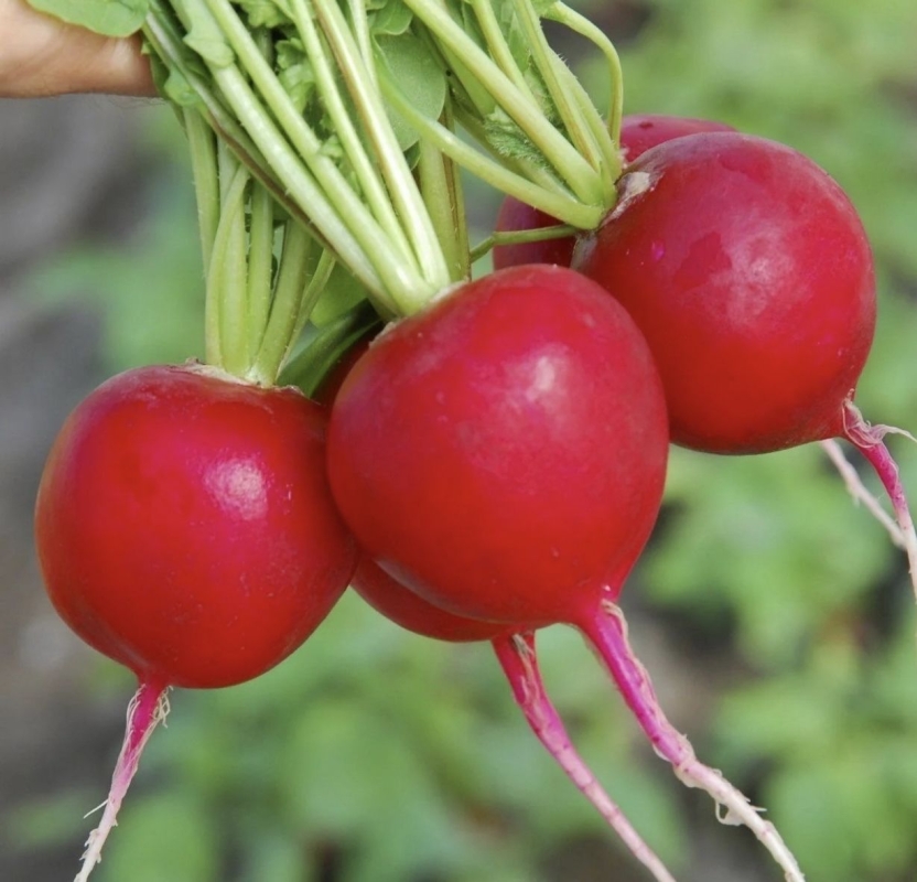 Редис вес Редис вес