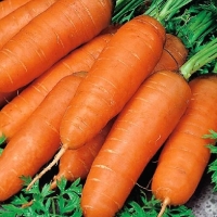 Морковь свеж