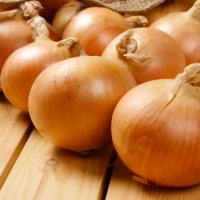 Лук репчатый