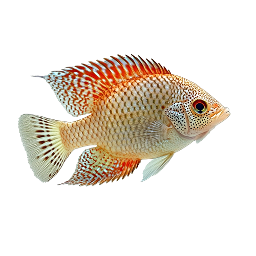 Рыба и морепродукты